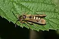Pennisetia hylaeiformisヒメセスジスカシバ