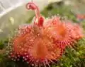 D. sessilifolia南アメリカ大陸に分布