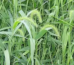 Setaria viridis