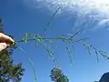 花序の様子