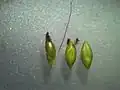 小穂の外形