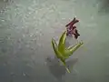 小穂の構造(開花時)