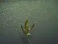 小穂の構造(果実時)
