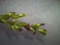 花序の側枝の一部