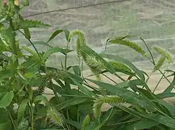 Setaria viridis