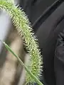 2つの穂が先端で引っかかり合っている