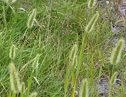 Setaria viridis