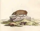 Setifer setosus