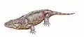 S. baylorensis