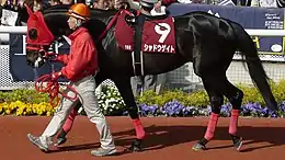 シャドウゲイト（2002年産）
