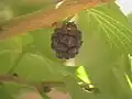 完熟な果実（イラン）