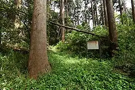 前方後円墳全体像は藪に埋もれて判別できない
