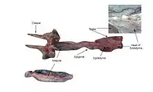 The dissected reproductive system of an adult male shark: the paired testes are connected by the tubular epididymis to the base of a pair of cylindrical claspers. There are inset close-ups of the base, or head, of the epididymis, and the ampulla, which comprises the lower section of the epididymis. Another label indicates the epigonal organ, located near the lower end of the testes