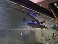 2013年に展示されたレモンザメ