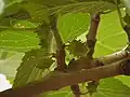 未熟な果実（イラン）