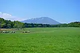 放牧されている羊と岩手山