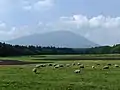 小岩井農場 放牧されている羊と岩手山