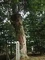 ヤマモモ