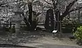渋田川中流の鷹匠橋・鷹匠橋記念碑