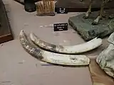 アフリカゾウの牙