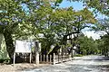 参道のサクラ（紫波町指定天然記念物）