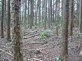 立入殿屋敷曲輪
