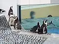 人鳥の景