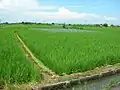 比較的に規模の大きな島畑（一宮市）