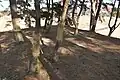 後方部墳頂