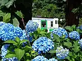 同駅の列車と紫陽花