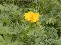 シナノキンバイ