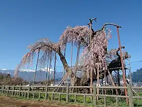 神田の大イトザクラ