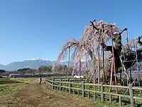 大糸桜と南アルプス