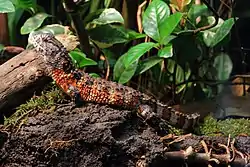 シナワニトカゲ