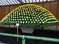 菊花壇展（2010年11月9日撮影）