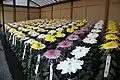 菊花壇(新宿御苑の菊花壇展、2010年)