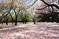 新宿御苑の桜