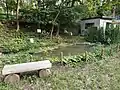 ビオトープ内の池