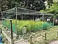 ビオトープ内では稲の栽培が行われている（2023年10月中旬）