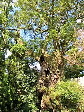 信太神社の樟樹