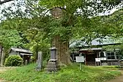 新善光寺境内にある榧の木（町指定天然記念物）