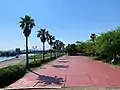 しおかぜ公園のワシントンヤシ。