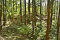 白米山西1号墳
