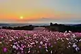 コスモス(白木峰高原)