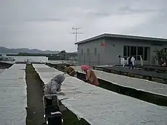 ちりめんじゃこの天日干し