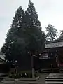 境内 お手植え杉神木