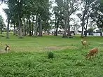 野営場内で草を食むエゾシカ