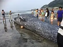 漂着したシロナガスクジラ(2018年8月6日撮影)