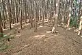 前方部から後方部を望む