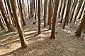 後方部から前方部を望む